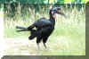 AbyssinianGroundHornbill01.jpg (502829 bytes)