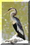 Anhinga03.jpg (188983 bytes)