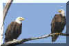 BaldEagles05.jpg (70905 bytes)