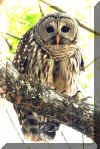 BarredOwl01.jpg (290494 bytes)