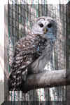 BarredOwl03.jpg (196756 bytes)