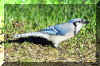 BlueJay04.jpg (679536 bytes)