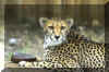 Cheetah02.jpg (669654 bytes)