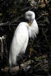 Egret06.jpg (236299 bytes)