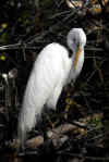 Egret07.jpg (222635 bytes)