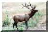 Elk01.jpg (265992 bytes)