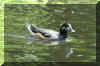 ExoticDuck01.jpg (386533 bytes)