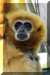 Gibbon01.jpg (395721 bytes)