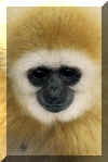 Gibbon02.jpg (124581 bytes)