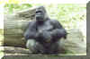 Gorilla02.jpg (705485 bytes)