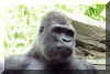 Gorilla03.jpg (104321 bytes)