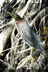 GreenHeron01.jpg (200264 bytes)