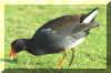 Moorhen21.jpg (230238 bytes)