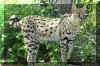 Ocelot03.jpg (623087 bytes)