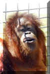 Orang09Rocky01.jpg (149923 bytes)