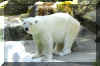 PolarBear02.jpg (433201 bytes)