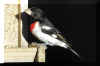 RoseBreastedGrosbeak01.jpg (162599 bytes)