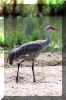 SandCrane01.jpg (221497 bytes)