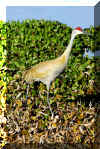 SandhillCrane03.jpg (624261 bytes)