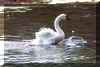 Swan02.jpg (227158 bytes)