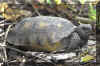 Tortoise21.jpg (480421 bytes)