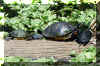 Turtles02.jpg (495209 bytes)