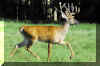 White Tail Deer 01.jpg (404686 bytes)