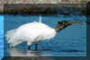 WoodStork02.jpg (92539 bytes)