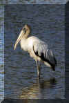 WoodStork03.jpg (162355 bytes)