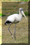 WoodStork21.jpg (238302 bytes)