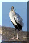 Woodstork04.jpg (180164 bytes)