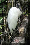 Woodstork05.jpg (290022 bytes)