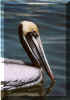 brownpelican01.jpg (112791 bytes)