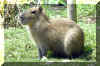 capybara01.jpg (592344 bytes)