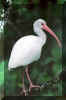 ibis01.jpg (257897 bytes)